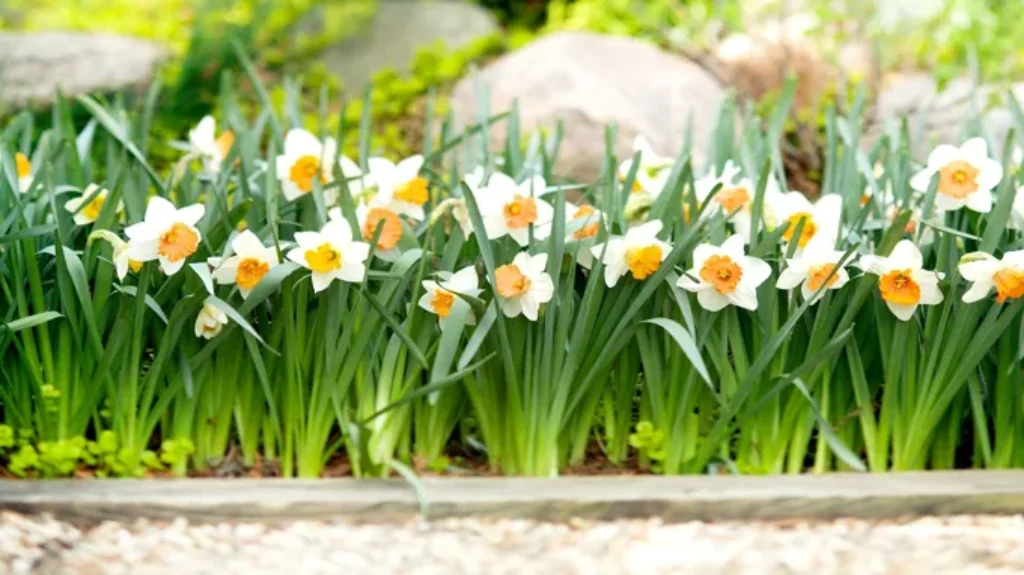 When to Plant Daffodil Bulbs in California: A Gardener’s Guide