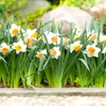 When to Plant Daffodil Bulbs in California: A Gardener’s Guide