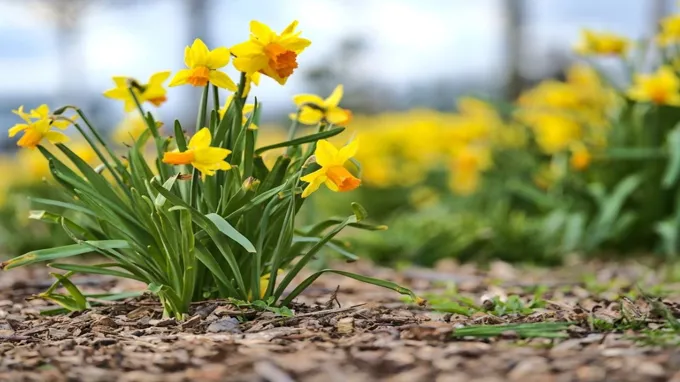 when to plant daffodil bulbs in ny