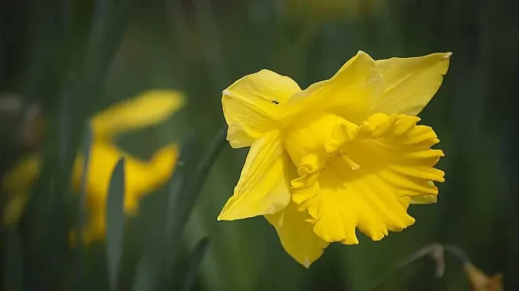 When to Plant Daffodil Bulbs in NY: A Gardener’s Guide