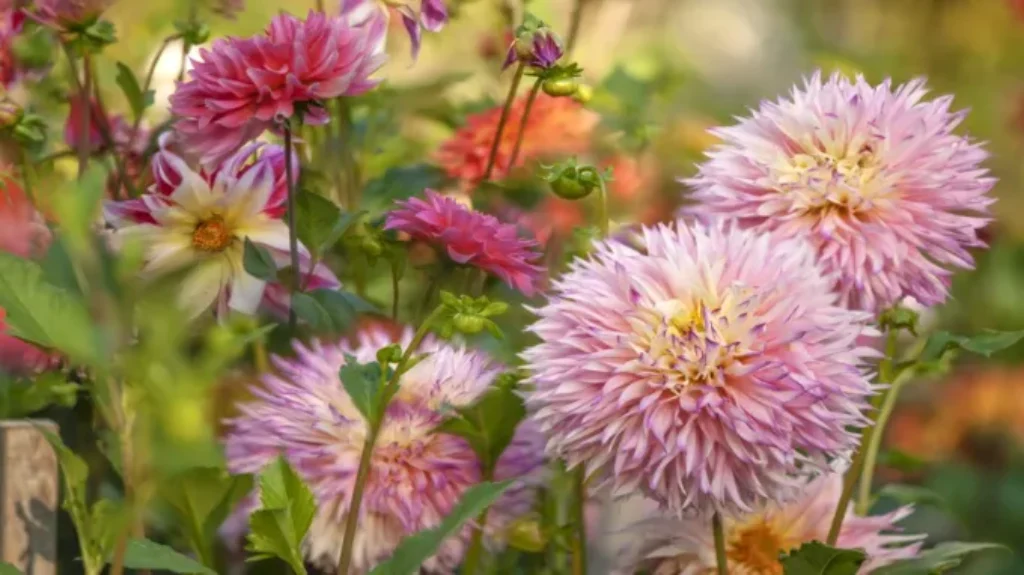 When to Plant Dahlias in CT: A Comprehensive Guide for Gardening Enthusiasts