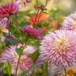 When to Plant Dahlias in CT: A Comprehensive Guide for Gardening Enthusiasts