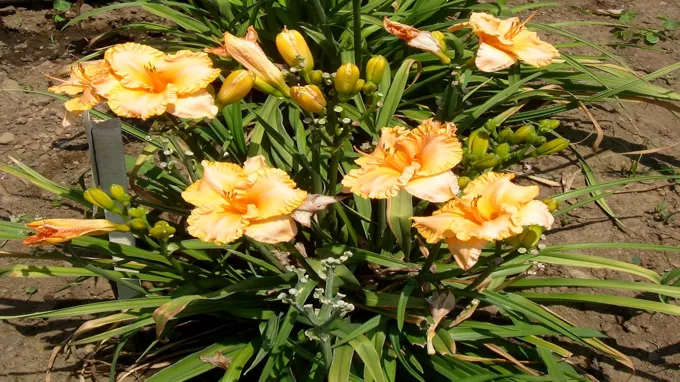 when to plant daylily bulbs in zone 5