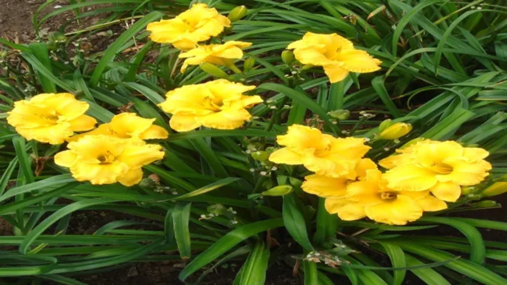 When to Plant Daylily Bulbs in Zone 5: A Gardener’s Guide for Successful Blooms