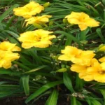 When to Plant Daylily Bulbs in Zone 5: A Gardener’s Guide for Successful Blooms