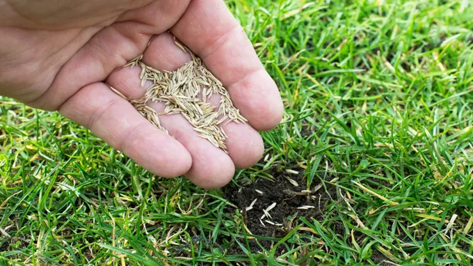 when to plant fescue grass seed in tn