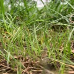 When to Plant Fescue Grass Seed in TN: Best Timing and Pro Tips