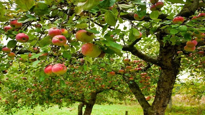 when to plant fruit trees in georgia