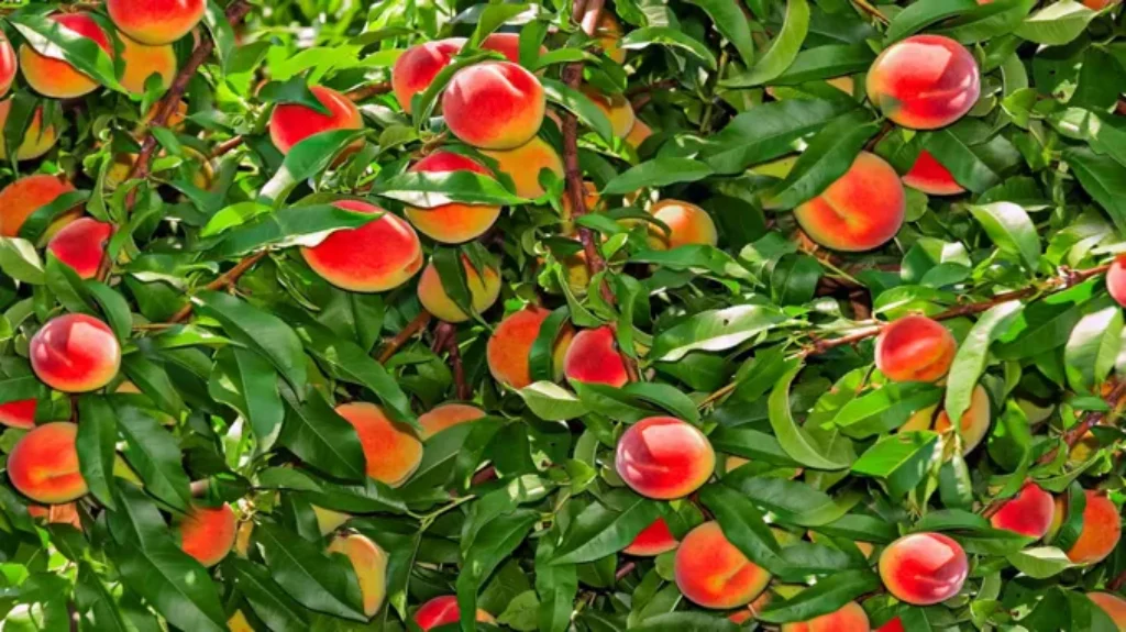 When to Plant Fruit Trees in Georgia: Best Timing and Tips for Success