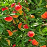 When to Plant Fruit Trees in Georgia: Best Timing and Tips for Success