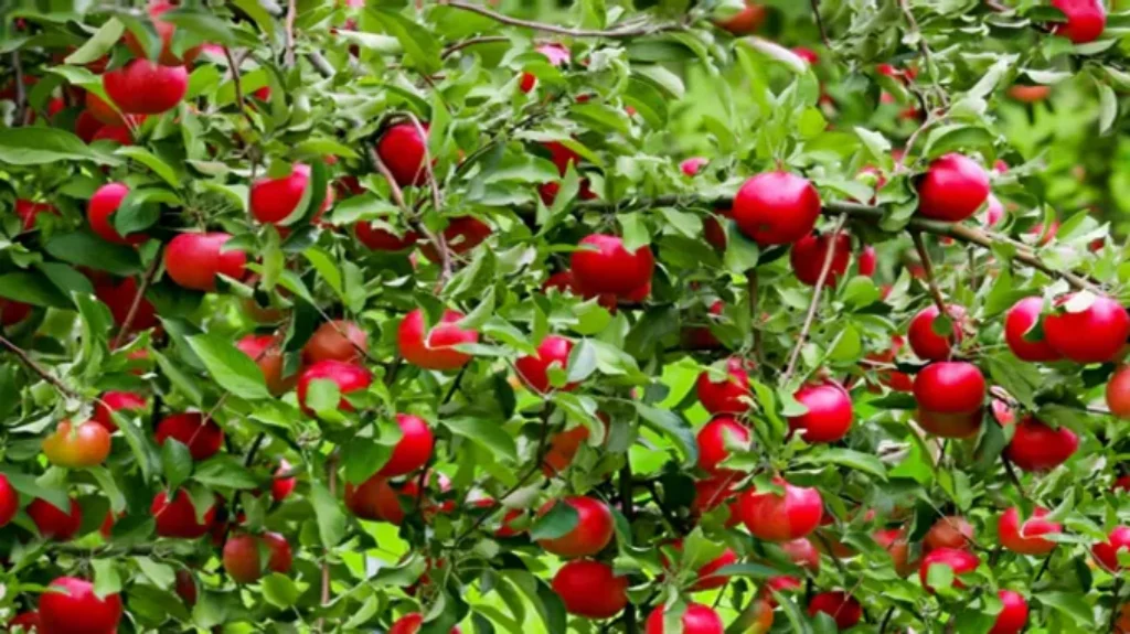 When to Plant Fruit Trees Zone 6: Best Time and Tips for Success