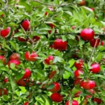 When to Plant Fruit Trees Zone 6: Best Time and Tips for Success