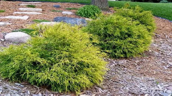 when to plant golden mop cypress