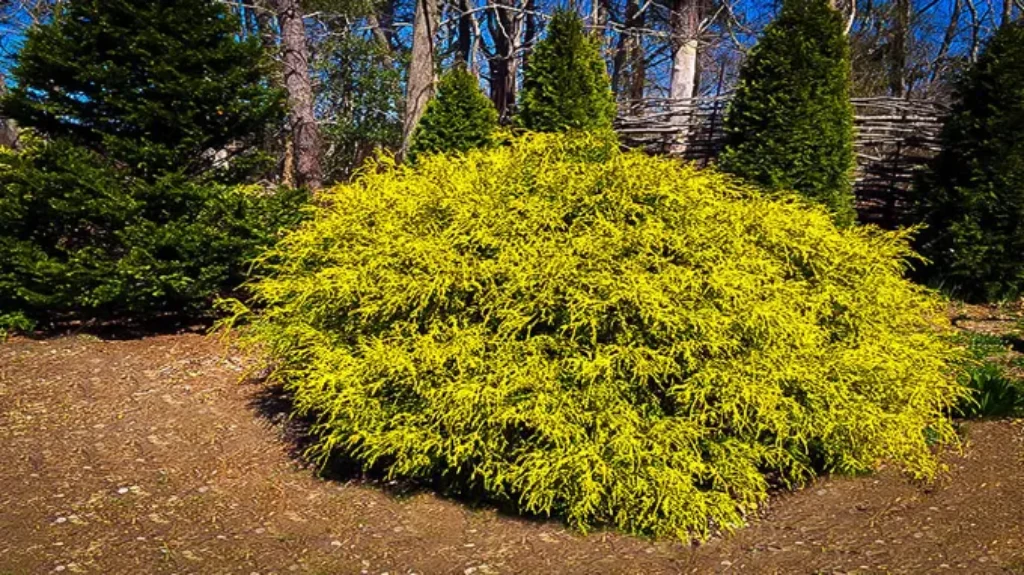 When to Plant Golden Mop Cypress for Optimal Growth