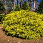 When to Plant Golden Mop Cypress for Optimal Growth