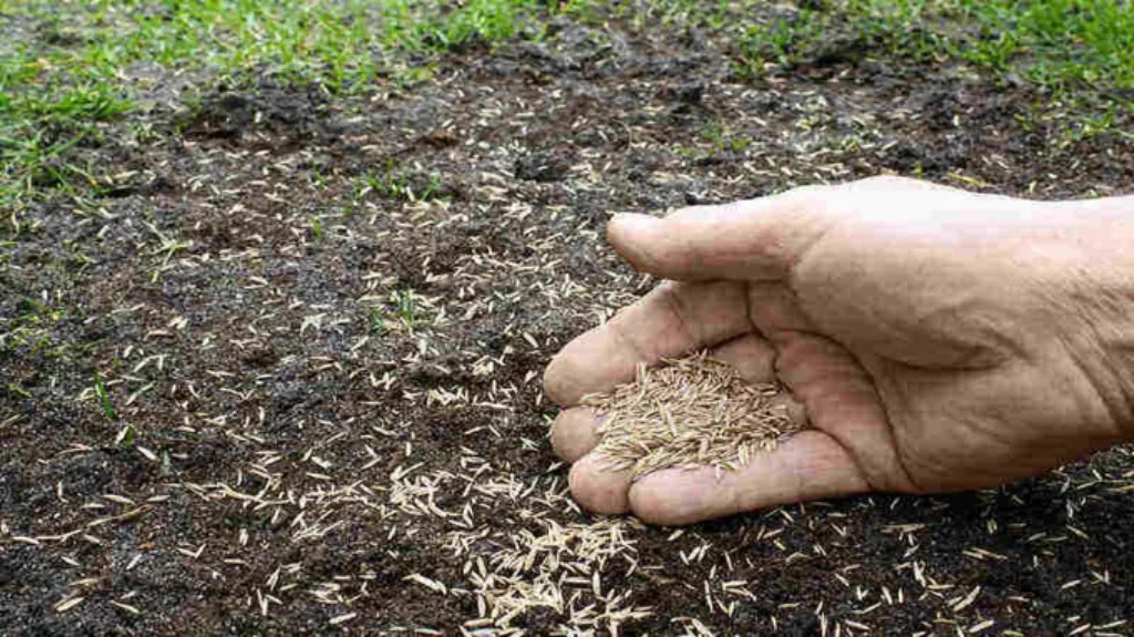 When to Plant Grass Seed in Pennsylvania: Best Timing and Tips