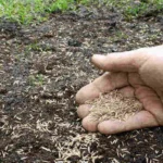 When to Plant Grass Seed in Pennsylvania: Best Timing and Tips