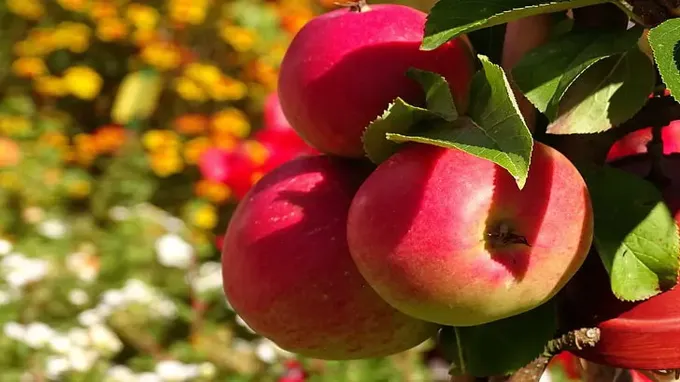 when to plant honeycrisp apple trees