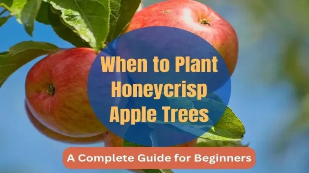 When to Plant Honeycrisp Apple Trees for a Bountiful Harvest