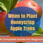 When to Plant Honeycrisp Apple Trees for a Bountiful Harvest