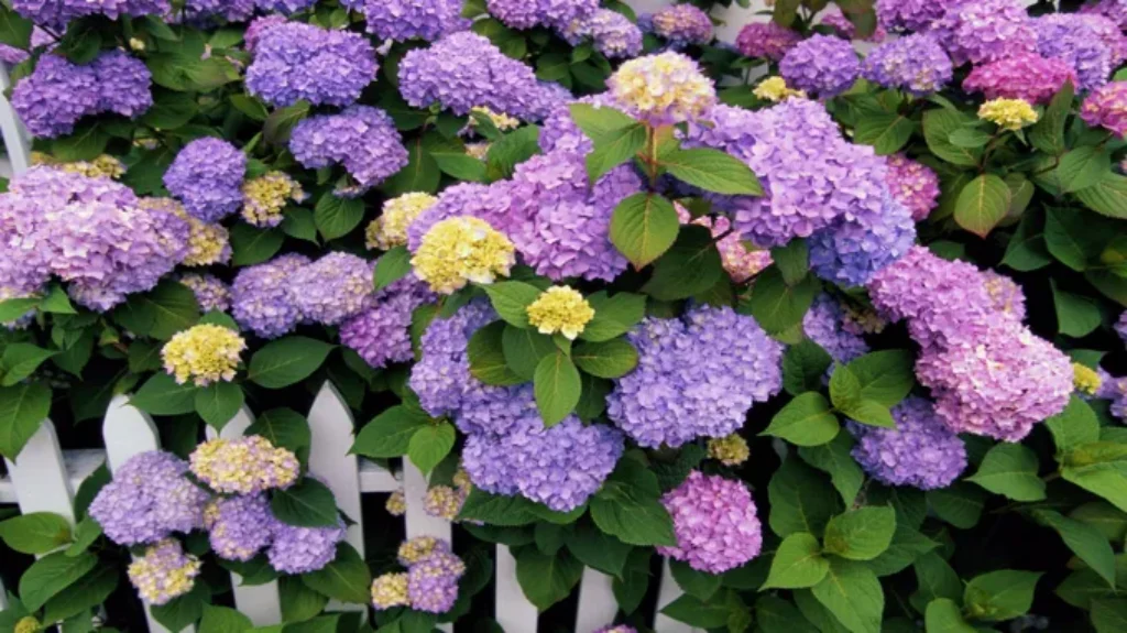 When to Plant Hydrangeas in Colorado: Best Timing and Tips