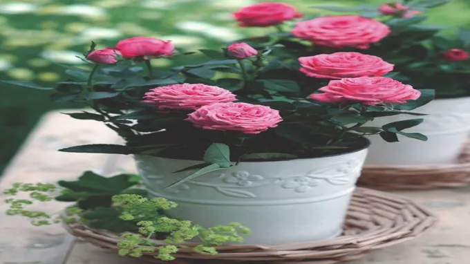 when to plant miniature roses