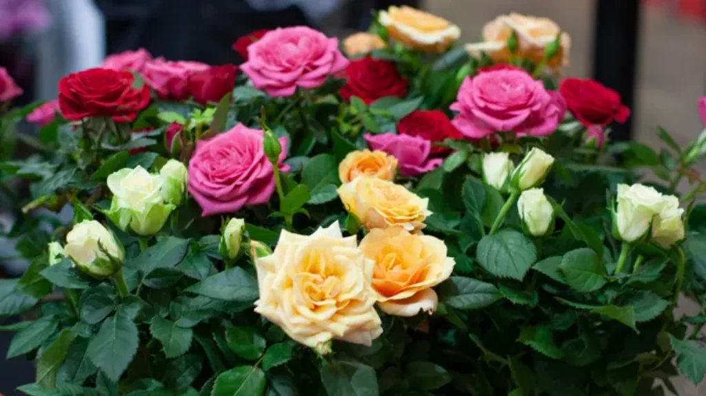 When to Plant Miniature Roses for Stunning Blooms: A Gardening Guide