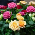 When to Plant Miniature Roses for Stunning Blooms: A Gardening Guide