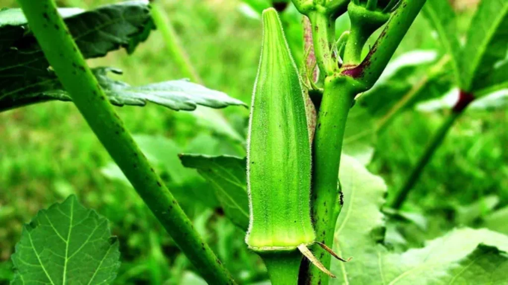 When to Plant Okra in Missouri: Best Tips for Successful Growth