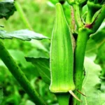 When to Plant Okra in Missouri: Best Tips for Successful Growth