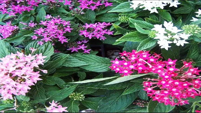 when to plant pentas in texas