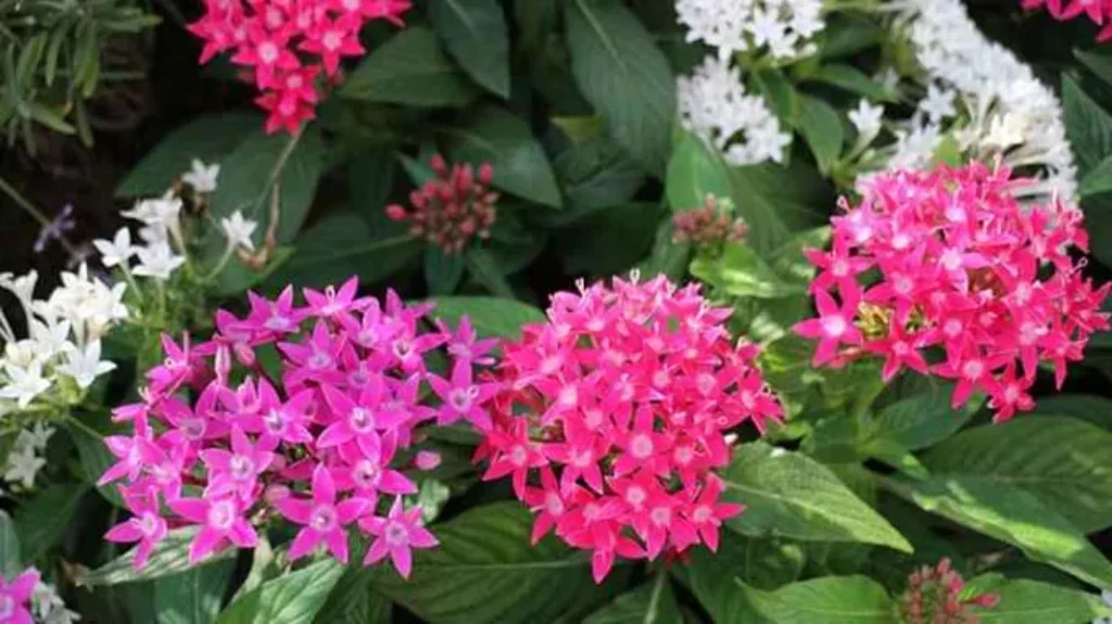 When to Plant Pentas in Texas: A Guide to Ideal Planting Times