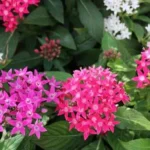 When to Plant Pentas in Texas: A Guide to Ideal Planting Times