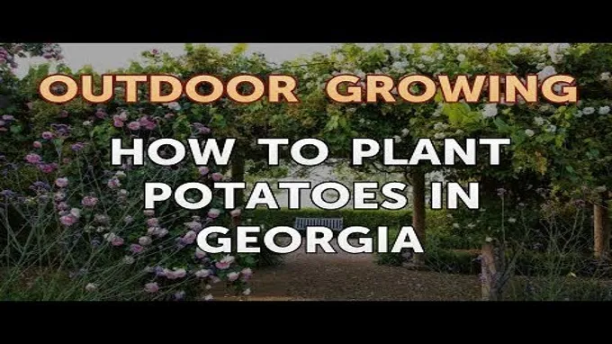 when to plant potatoes in ga