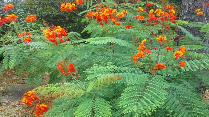 when to plant pride of barbados