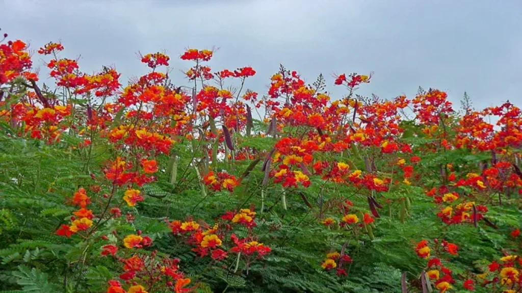 When to Plant Pride of Barbados: A Guide for Growing Beautiful Tropical Flowers