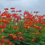 When to Plant Pride of Barbados: A Guide for Growing Beautiful Tropical Flowers