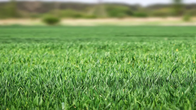 when to plant rye grass in ga