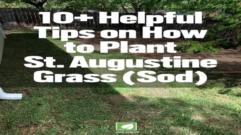 When to Plant St Augustine Sod for a Healthy and Lush Lawn