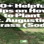 When to Plant St Augustine Sod for a Healthy and Lush Lawn