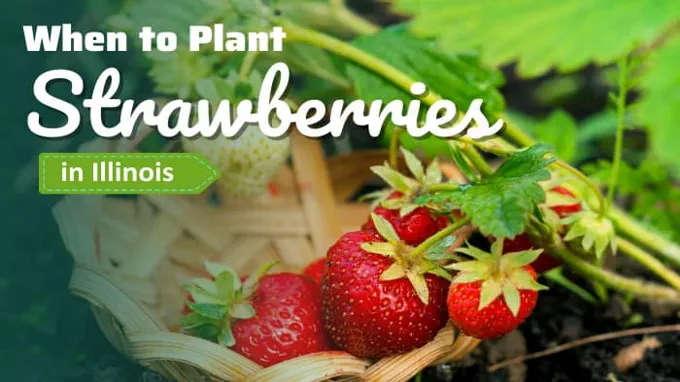 when to plant strawberries illinois