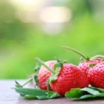 When to Plant Strawberries in Illinois for a Successful Harvest