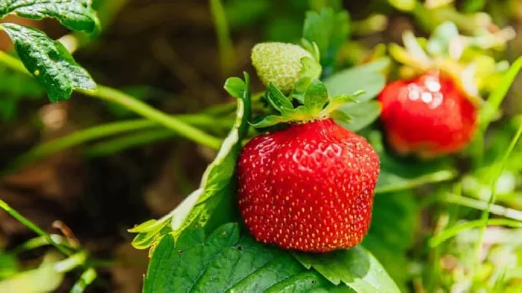 When to Plant Strawberries in NC: A Complete Guide on the Best Time to Grow Strawberries