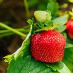 When to Plant Strawberries in NC: A Complete Guide on the Best Time to Grow Strawberries