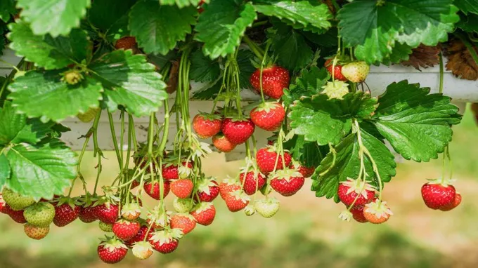 when to plant strawberries in tn