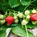 When to Plant Strawberries in TN: Best Timing and Tips for Successful Growth