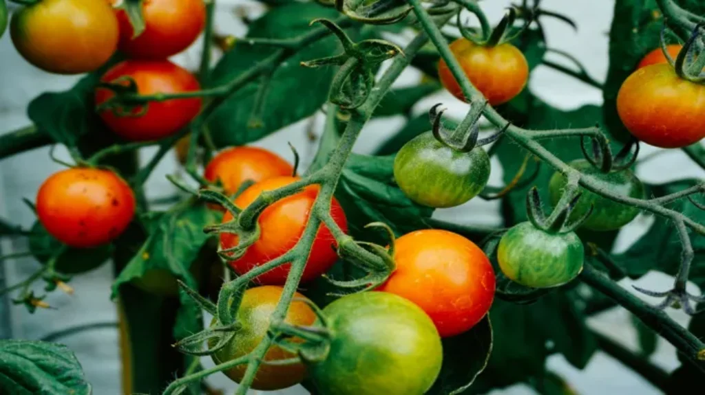 When to Plant Tomatoes in Mississippi: A Comprehensive Guide for Gardeners