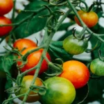 When to Plant Tomatoes in Mississippi: A Comprehensive Guide for Gardeners