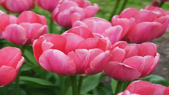 when to plant tulips in florida