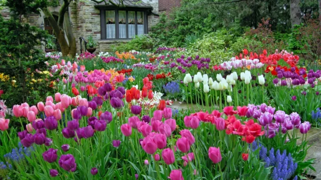 When to Plant Tulips in Florida: Best Time and Tips for Growing